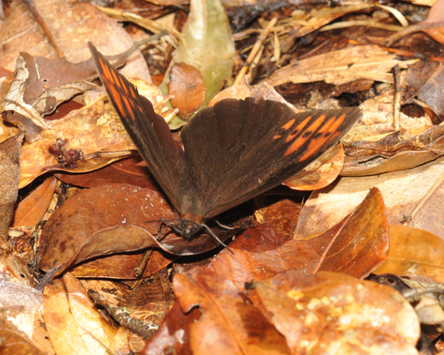 Pronophila timanthes