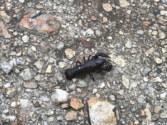 Lacunicambarus nebrascensis