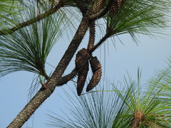 Pinus devoniana