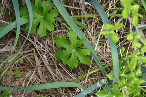 Ibervillea lindheimeri