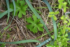 Ibervillea lindheimeri