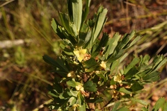 Cliffortia cuneata