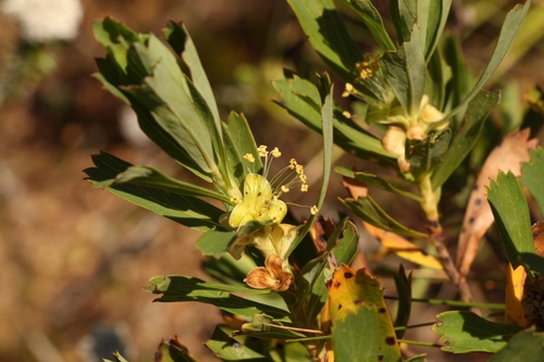 Cliffortia cuneata