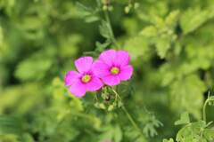 Pink Sorrel (Oxalis rosea)