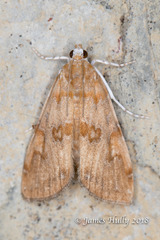 Elophila gyralis