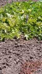 Amphispiza bilineata