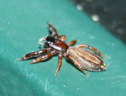 Genus Holoplatys · iNaturalist