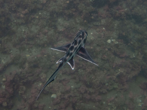 Elephant fish (Callorhinchus callorynchus) — Callorhinchidae — 5