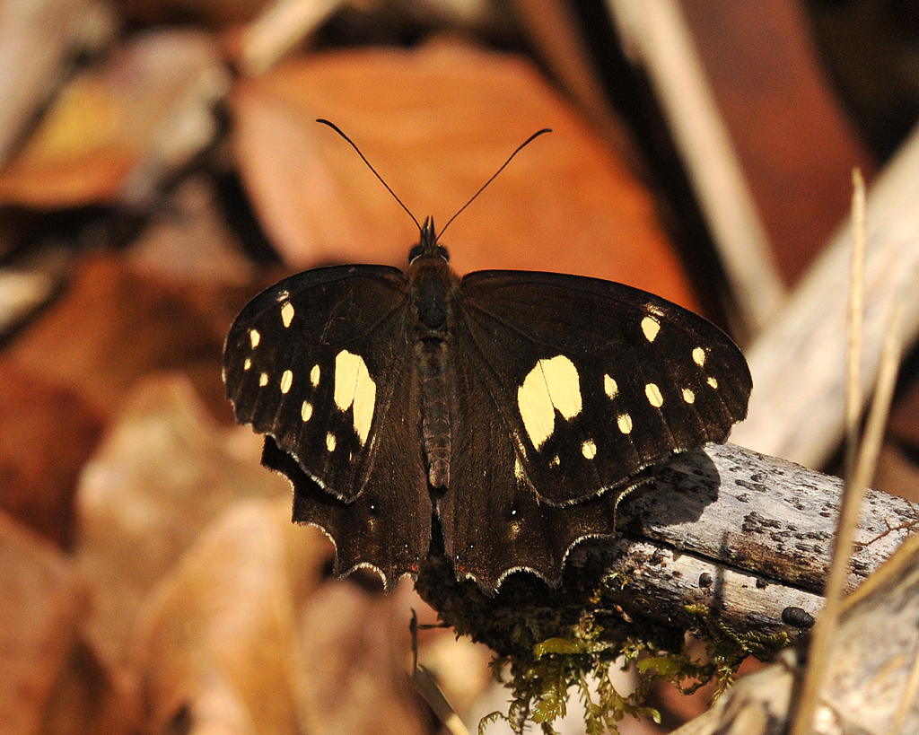 Oxeoschistus cothonides