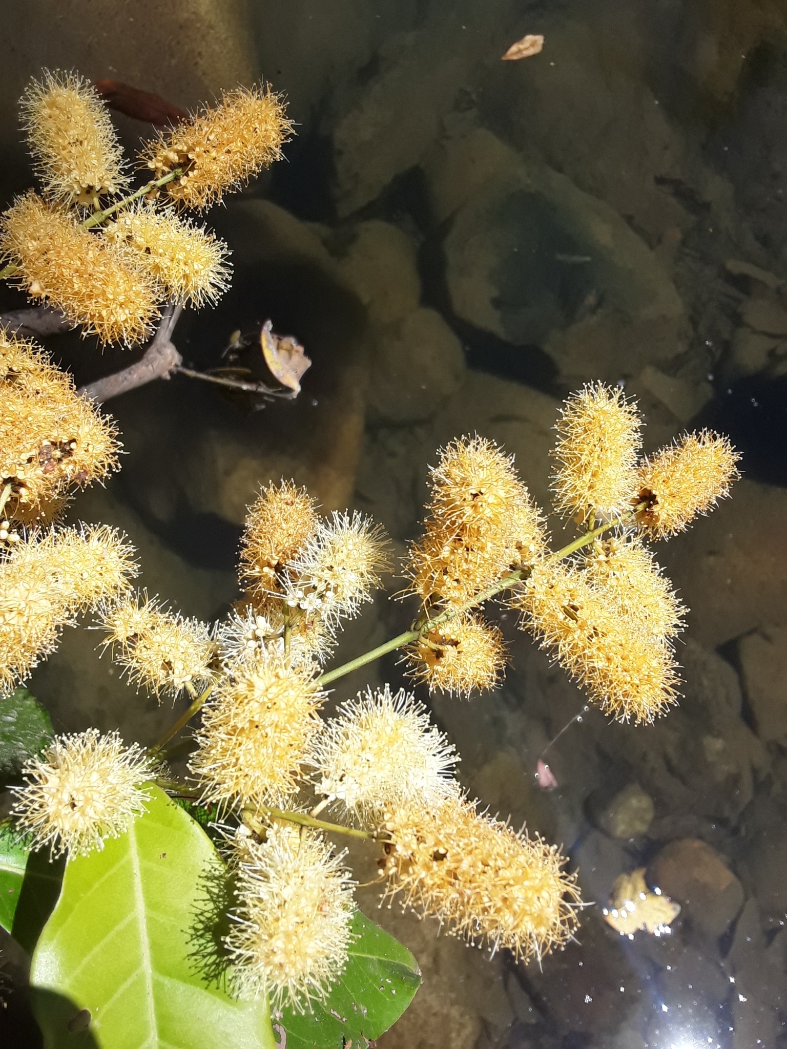 Imagem de Molungu-do-cerrado