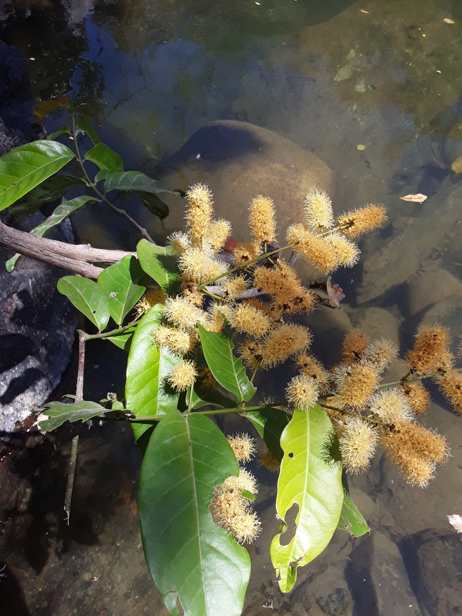 Imagem de Molungu-do-cerrado