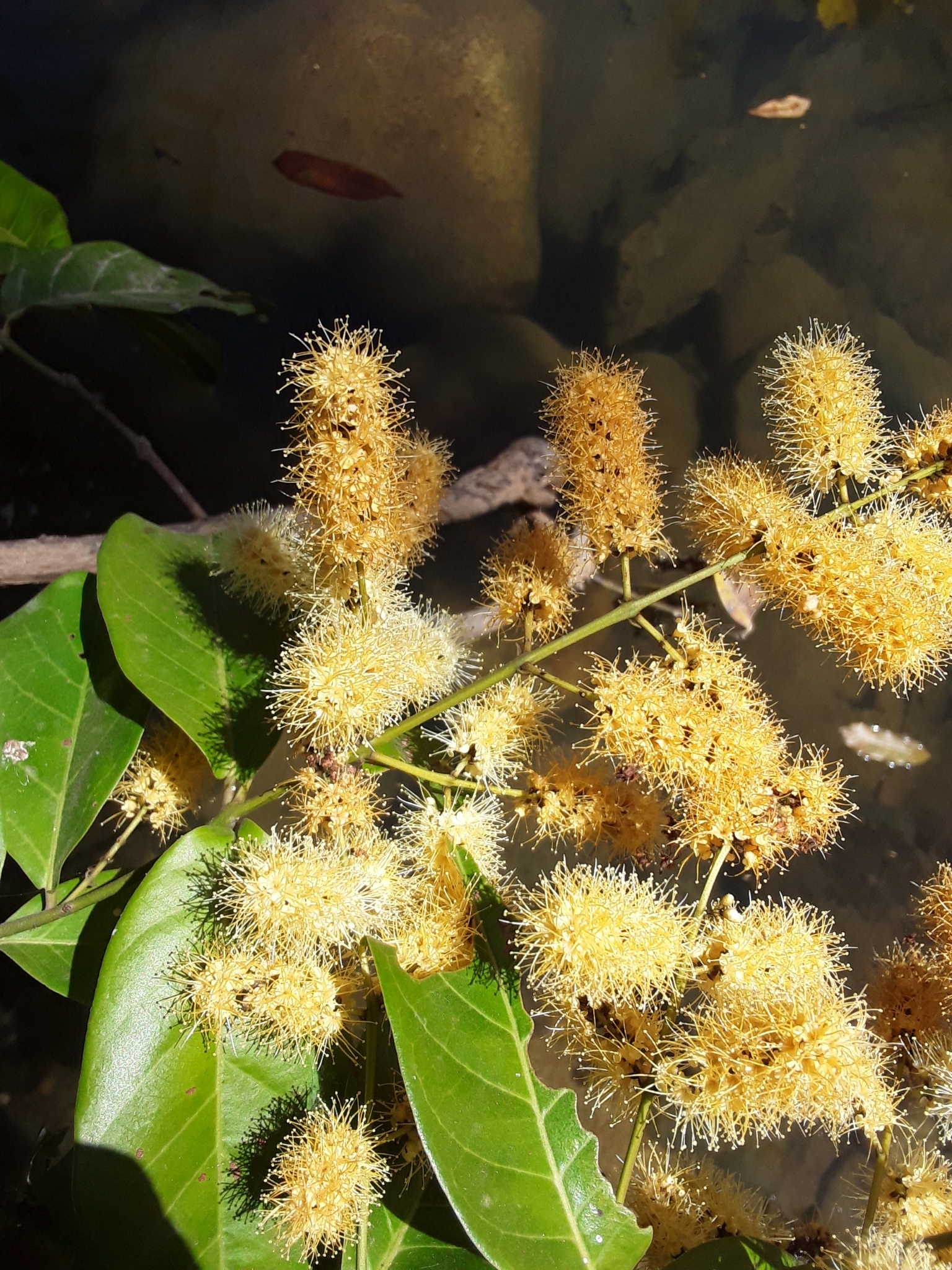 Imagem de Molungu-do-cerrado