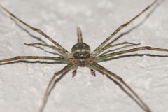 Neotama mexicana