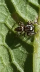 Metaphidippus chera