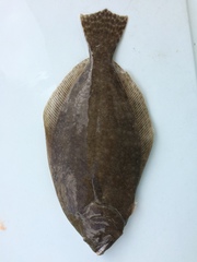 Paralichthys lethostigma