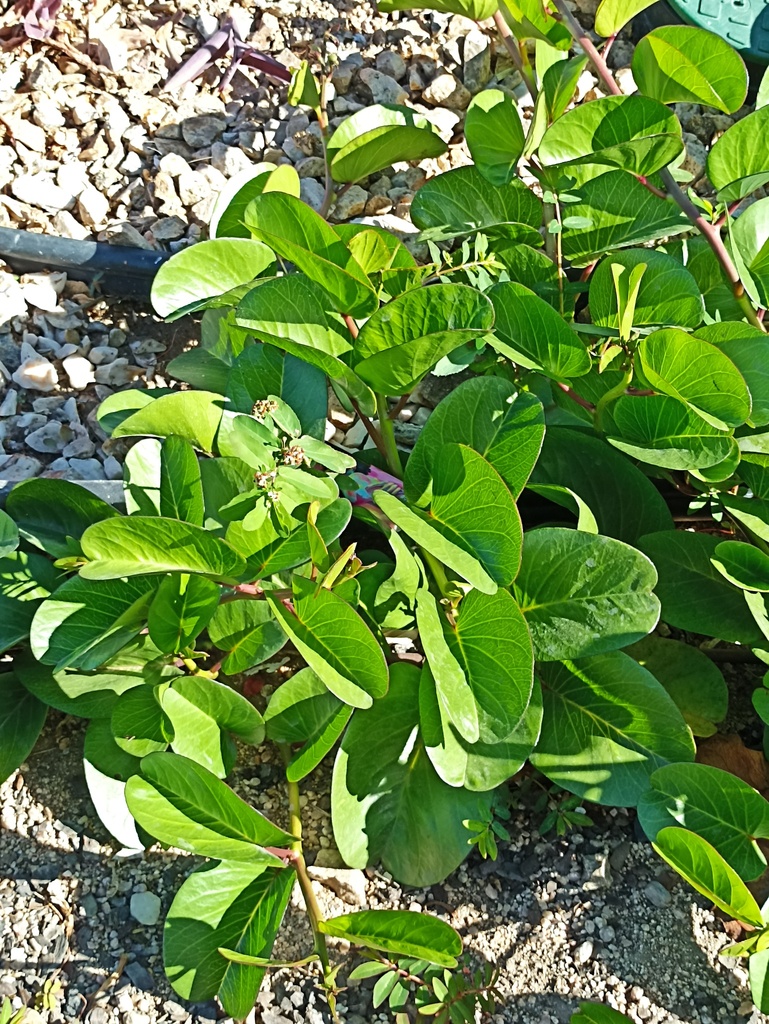 flowering plants from La Paz, B.C.S., México on March 19, 2023 at 09:07 ...