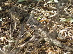 Sceloporus bimaculosus