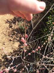 Eriogonum roseum