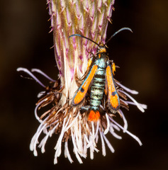 Chamaesphecia schmidtiiformis