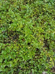 Dyschoriste humistrata