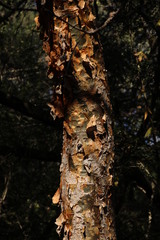 Commiphora harveyi