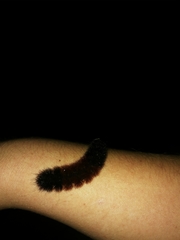 Pyrrharctia isabella