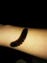 Pyrrharctia isabella