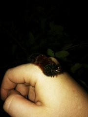 Pyrrharctia isabella