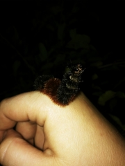 Pyrrharctia isabella