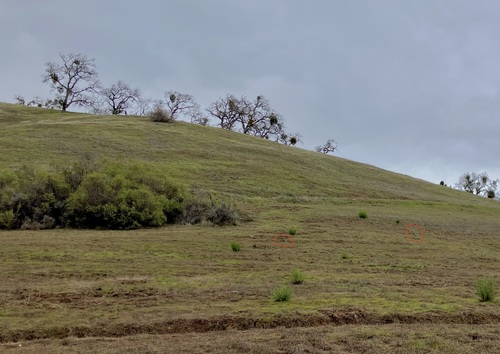 iNaturalist observation photo of California Ground Squirrel