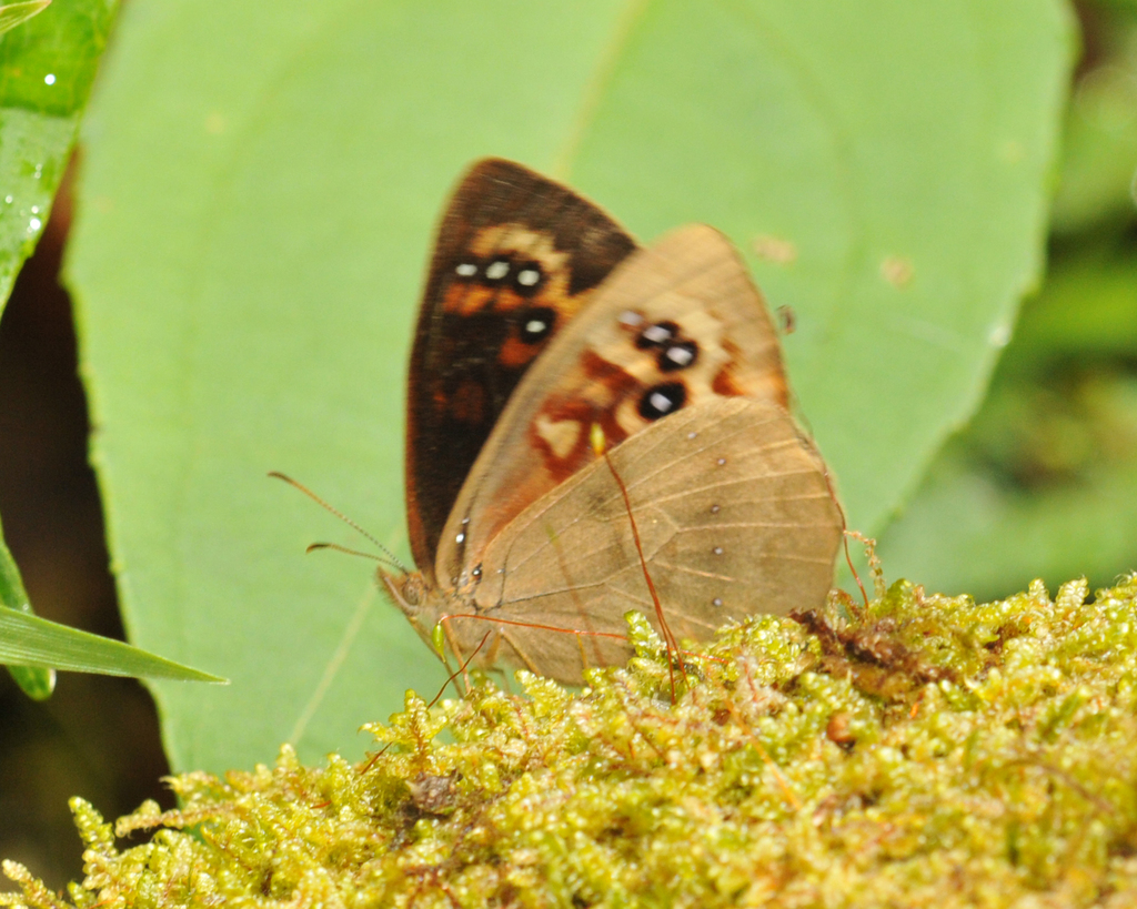 Lymanopoda euopis