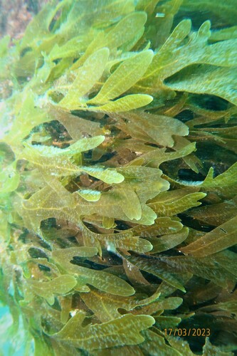 Dictyopteris muelleri observed 2023-03-17