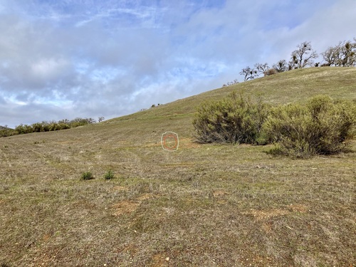 iNaturalist observation photo of California Ground Squirrel
