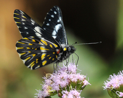 Catasticta teutila