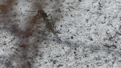 Ammophila procera image