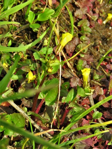 Image of Erythranthe inamoena by (c) Annika Lindqvist, some rights reserved (CC BY)