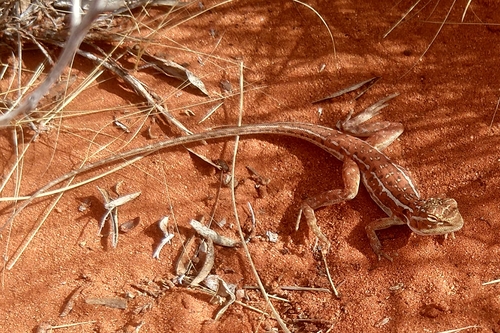 Military Dragon, Ctenophorus isolepis