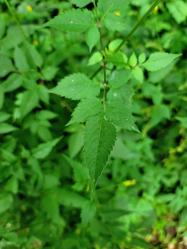 Bidens biternata image