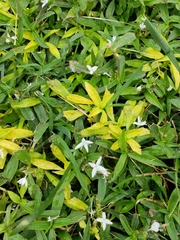 Diodia