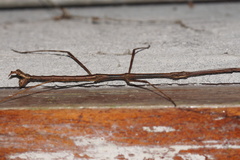 Pseudosermyle phalangiphora