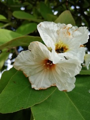 Cordia boissieri