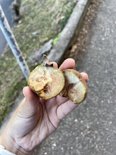 Manilkara zapota