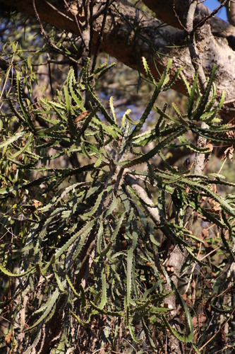 Image of Euphorbia grandidens by (c) Tony Rebelo, some rights reserved (CC BY-SA)
