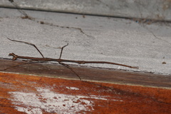 Pseudosermyle phalangiphora