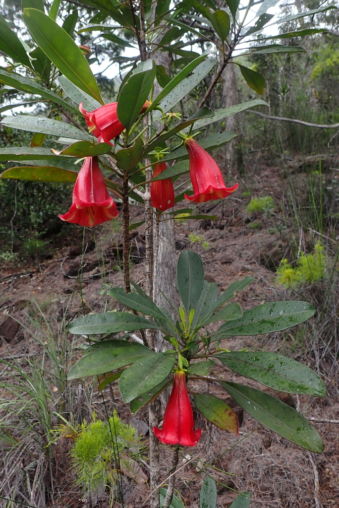 Thiollierea naounarum