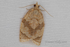 Adoxophyes negundana