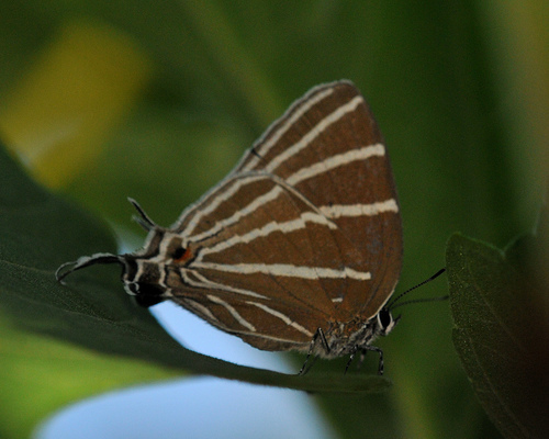Laothus barajo