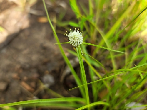 Kyllinga alba image