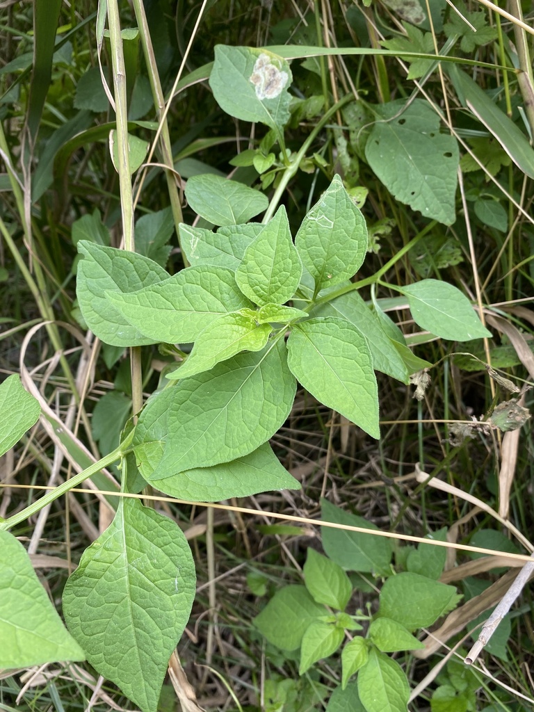 Withania echinata