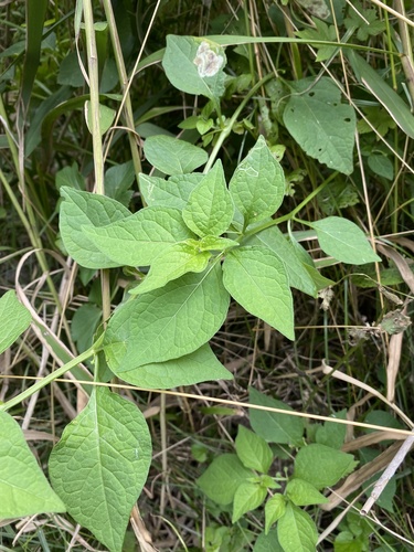 Physaliastrum echinatum iNat (3)